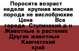 Поросята возраст 4 недели, крупная мясная порода(не вислобрюхие ) › Цена ­ 4 000 - Все города, Ступинский р-н Животные и растения » Другие животные   . Камчатский край